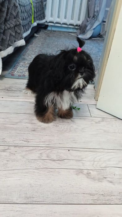 Подрощенные щенки Ши-Тцу