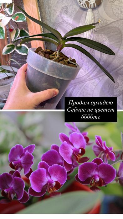 Продам орхидеи не цветущие
