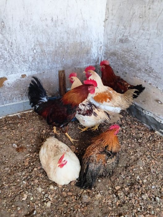 Продам молодых петушков