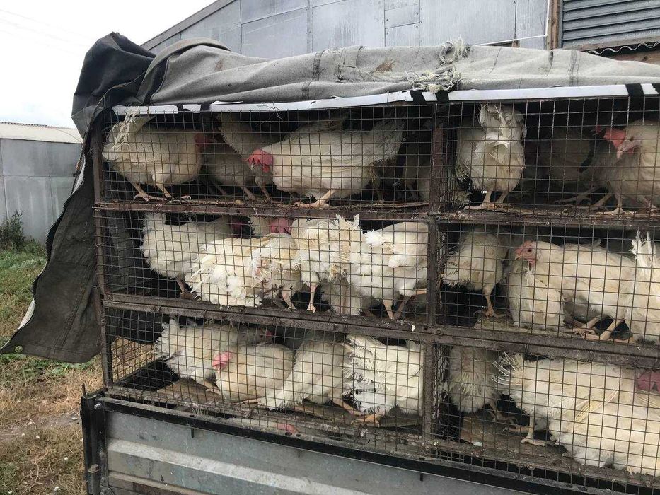 Куры несушки Белые