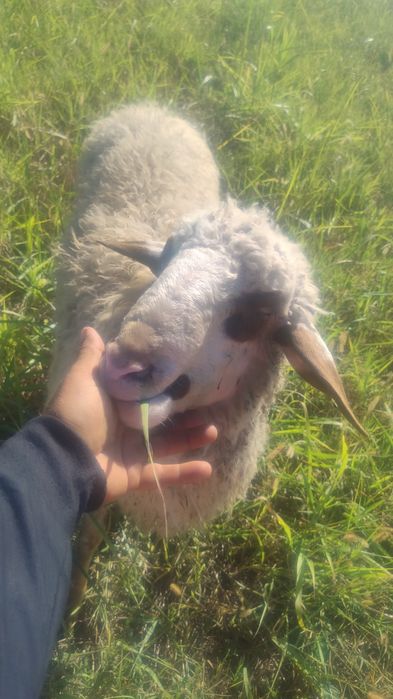 de vânzare berbec și oie tinere
