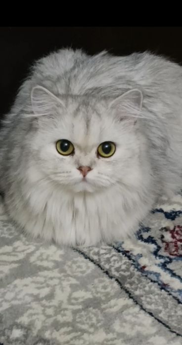 Хайленд - серебристая шиншилла.