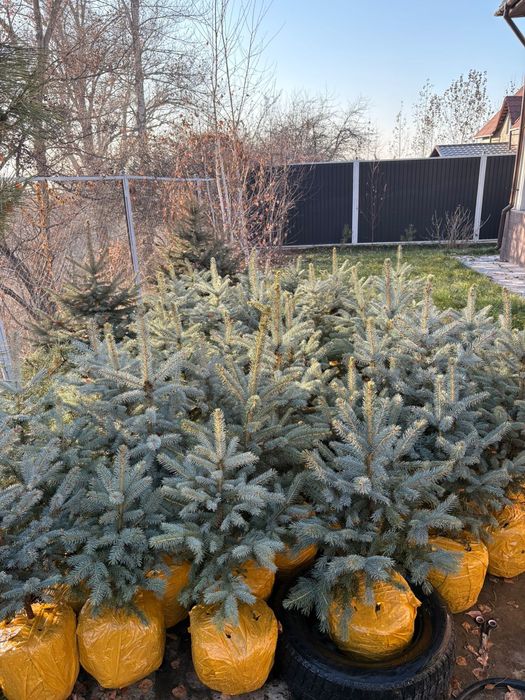 Ёлки голубые 60-80см