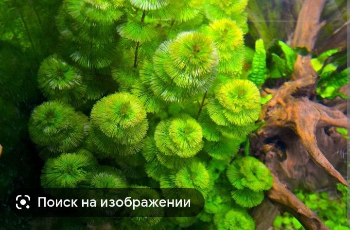 Аквариумные растения