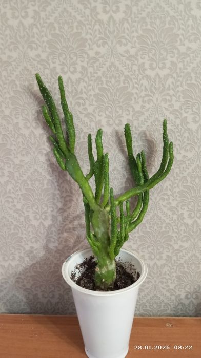 Комнатные растения