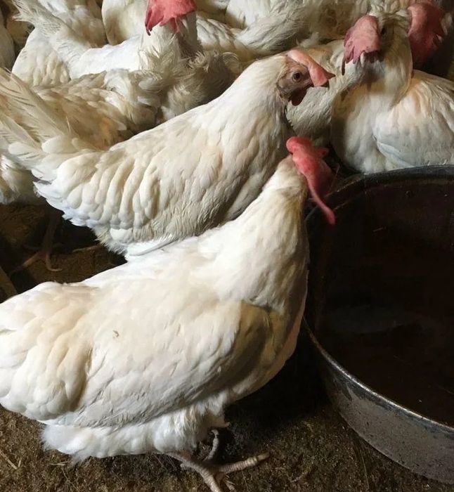 Куры несушки доставка по городу