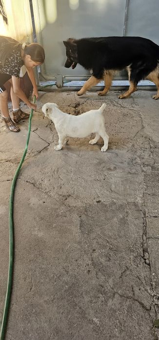Продаётся алабай девочка