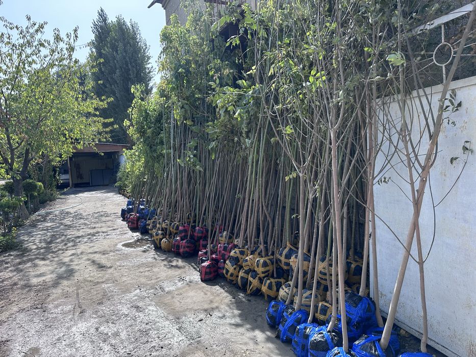 Декоратив растения Каталпа Клён Акация Берёза Лола бор