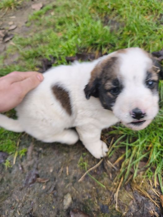 Donez cățelus Metis