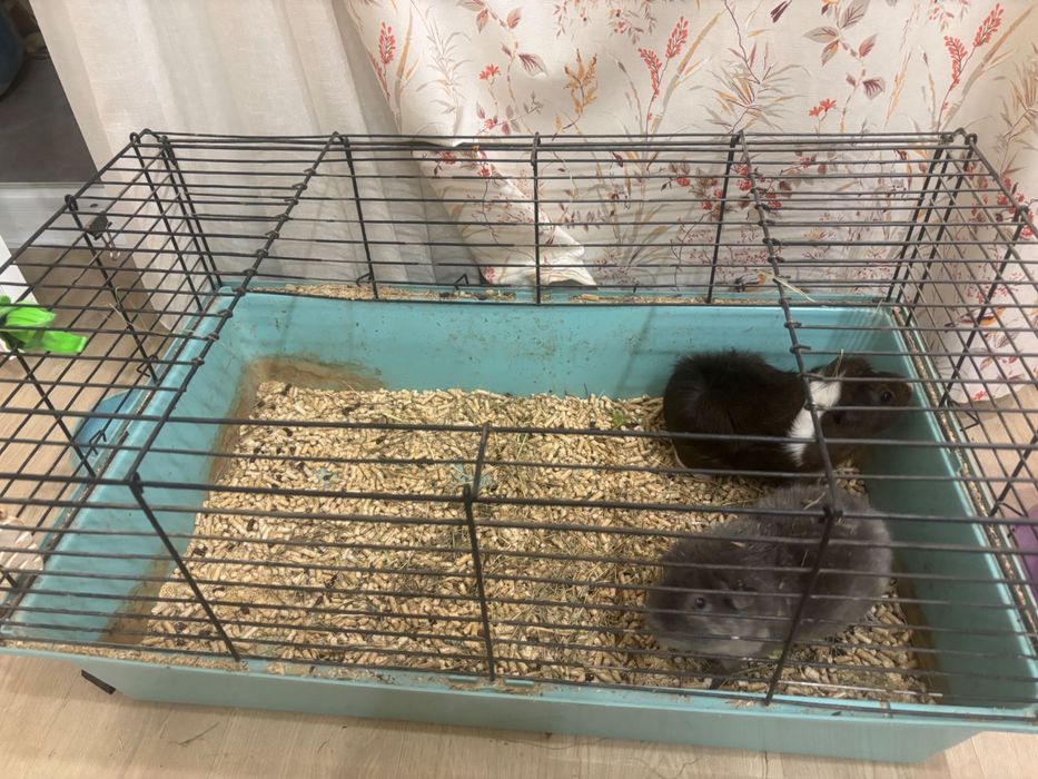 Морские свинки клетка