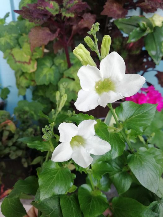 Комнатные растения