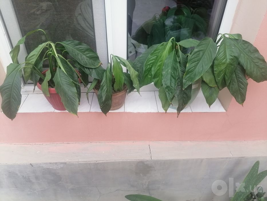 Спатифиллум-женское счастье.