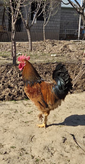 Қораз сатылады .