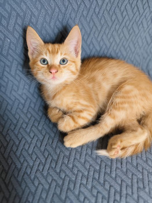 Отдам котенка в добрые руки