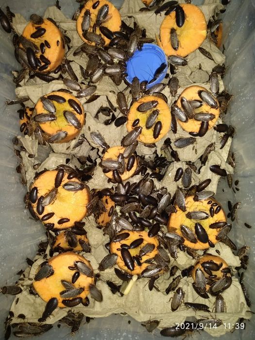 Тараканы мраморные