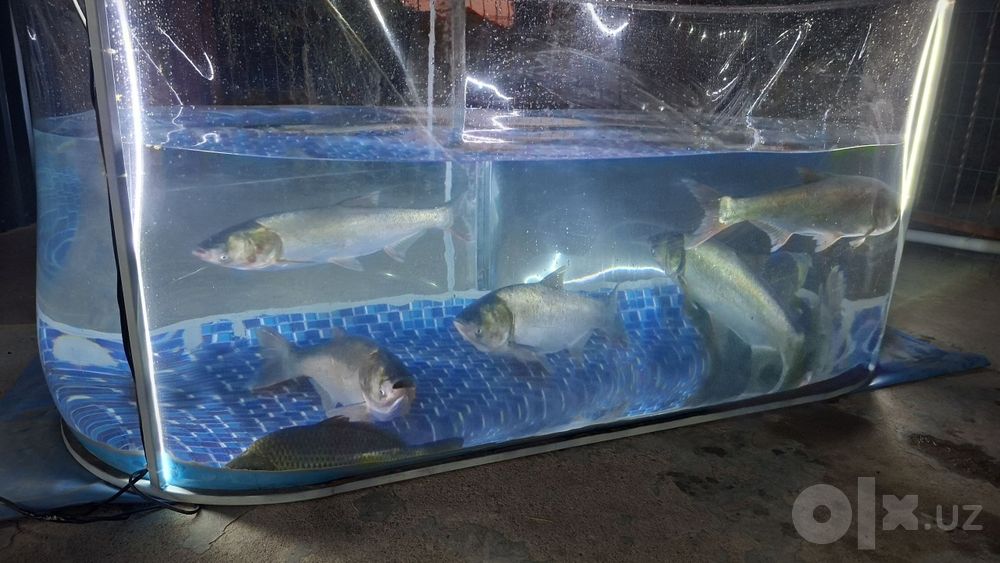 Baliq uchun akvarium-baseyn, аквариум для рыб