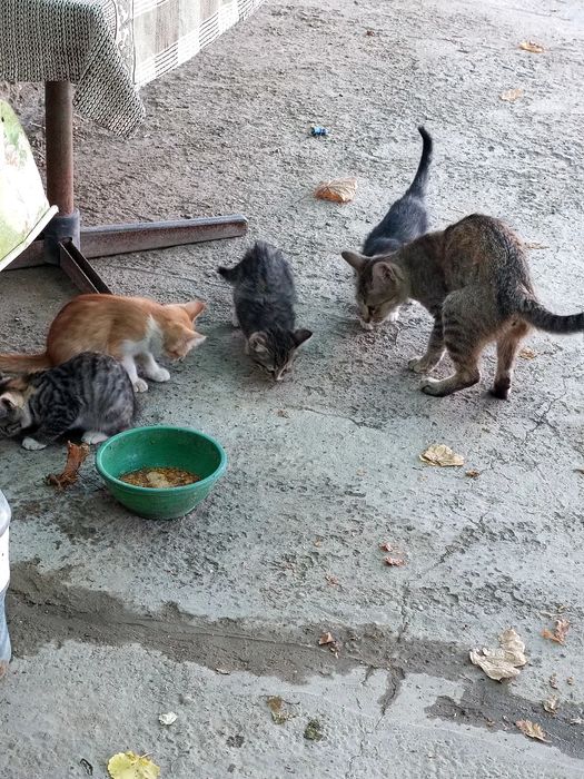 Отдадим кошек/котов бесплатно в хорошие руки .