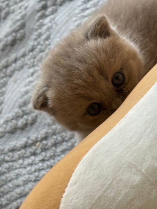 продаются котята скоттиш фолд и страйт. Элитные,породистые