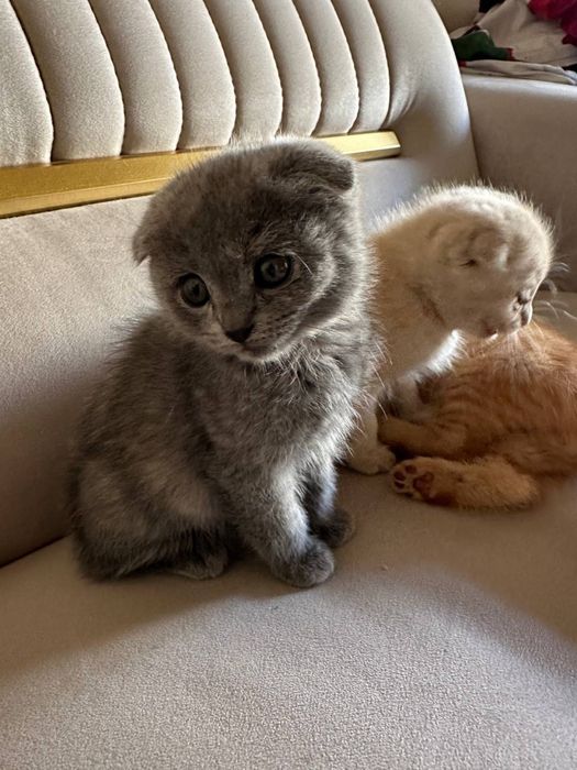 Зотли мушула Скоттш Фолд