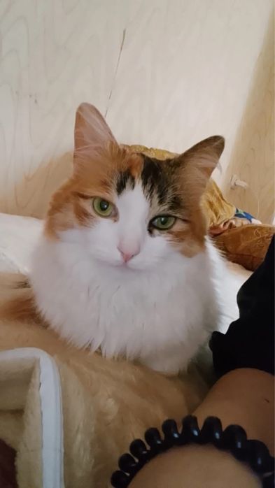 Отдадим в добрые руки