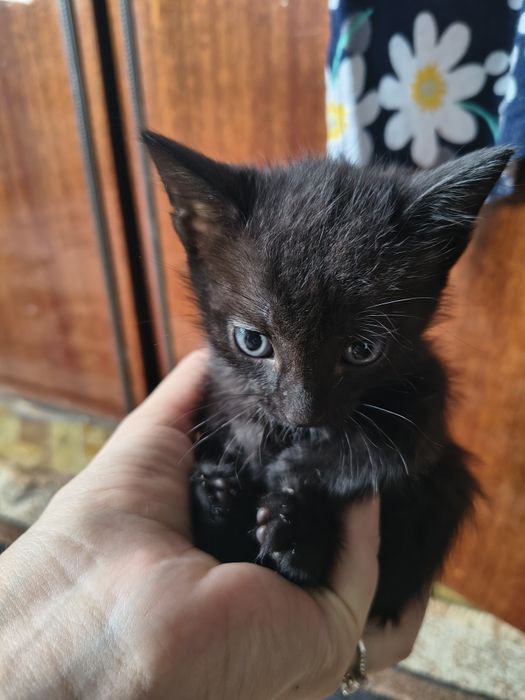 Отдам котят в хорошие руки