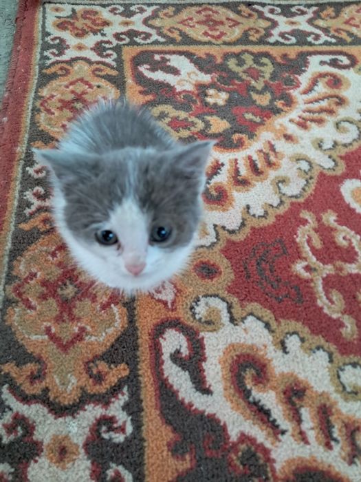 Котёнок отдам даром.