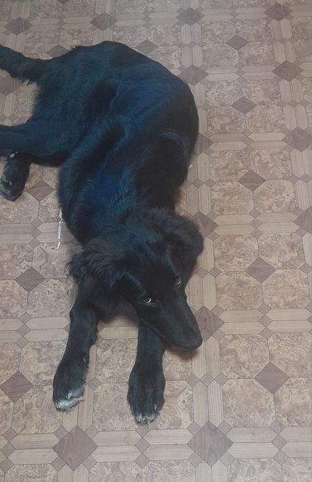 Отдадим даром, для охраны