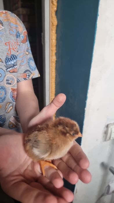 Цыплята кученские