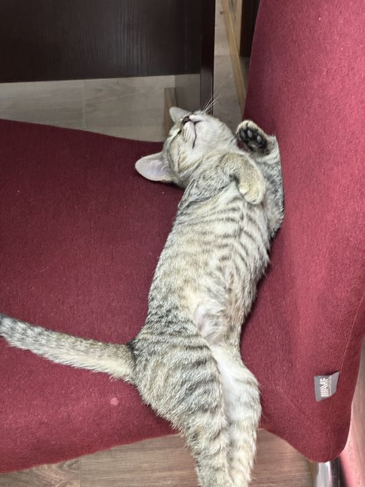 Котенок в добрые руки