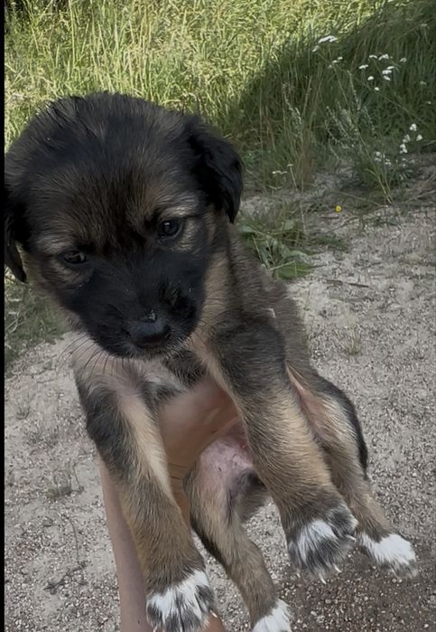 Маленькие щенята
