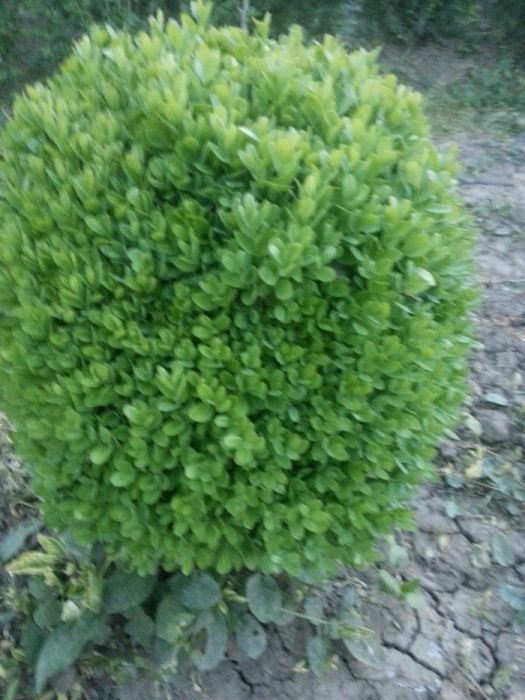 Чимшири  на 11 години добре оформени и гъсти топки!.Подходящо време!