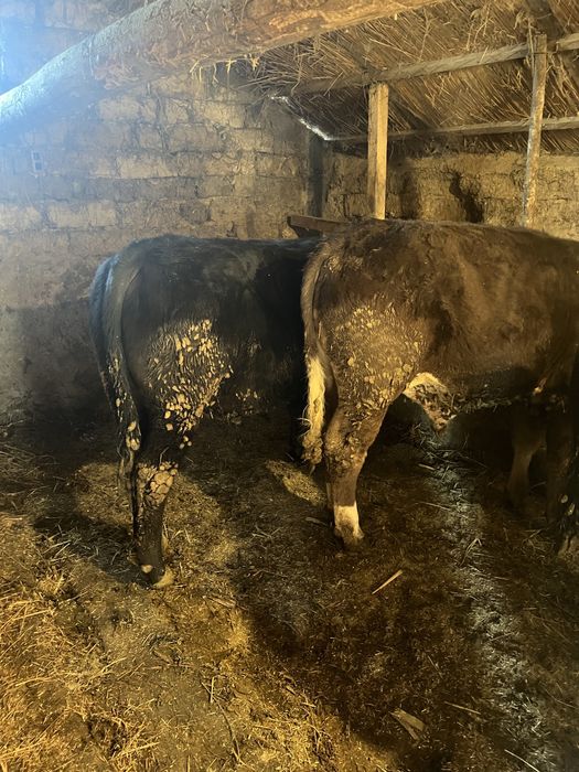 Vand tauri 360/400kg