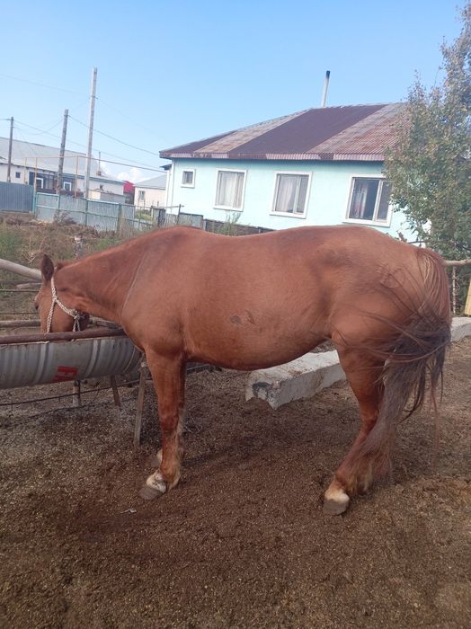 Семіз жемде тұрған ту биелер сатылады