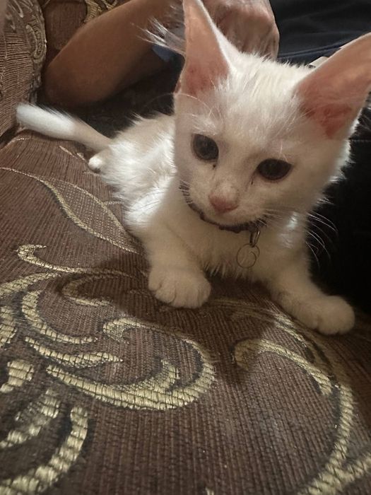 Кошка  породистая