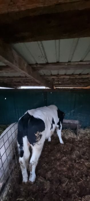 Vând tăuraș  frumos