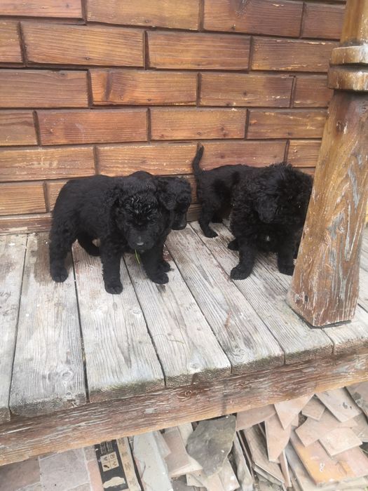 Căței de întors rasa MUDI