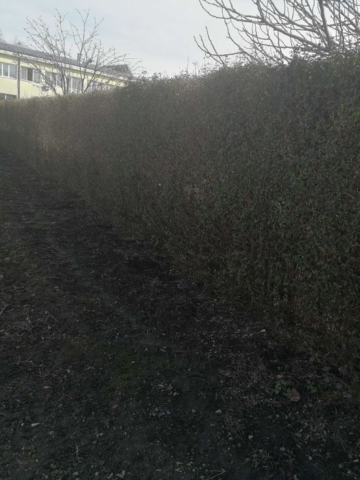 Разсад жив плет продавам