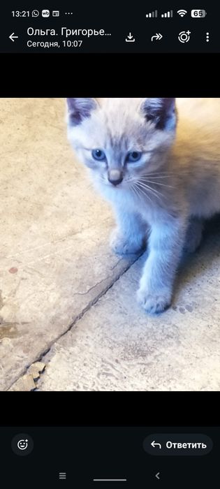 Милые котята двухместные