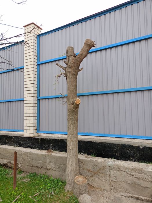 Arzon narxda O'tin sotiladi