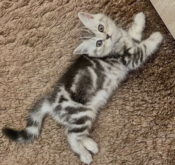 Котик и кошечка шотландские