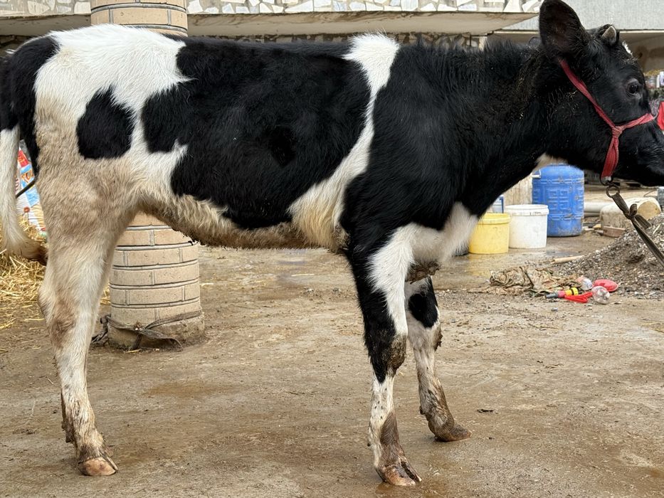 Тозза Расиски Гонажин сотилади