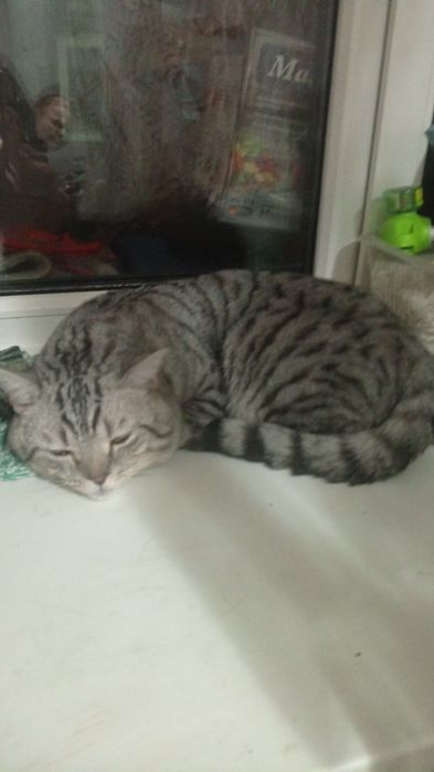 Вязка кота британец