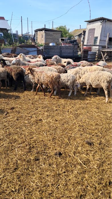 Продам 40 голов кошкаров