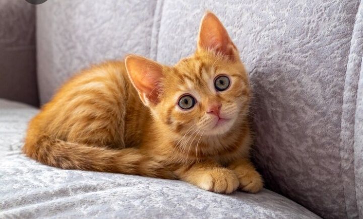 Милые хорошие котята - все мальчики