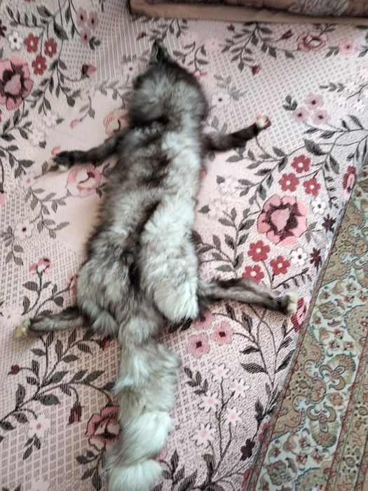 Шкурки-  писец - с печатью