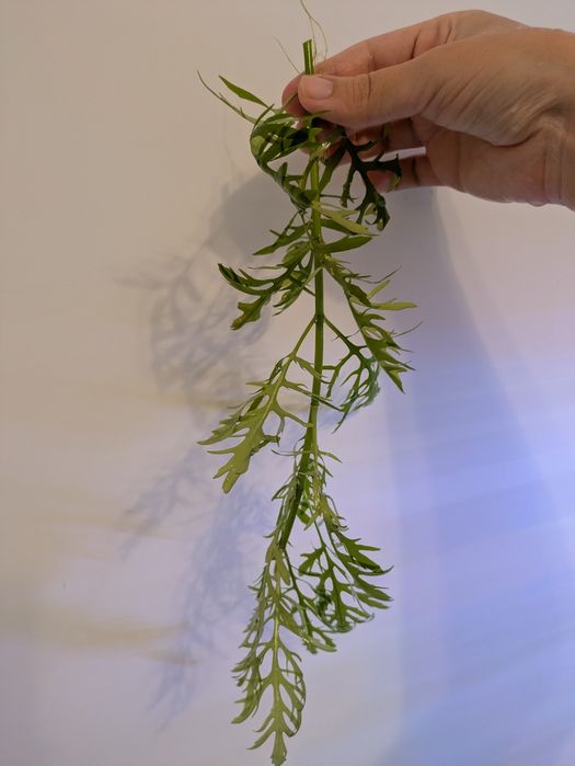 Vand plante de acvariu easy si melci