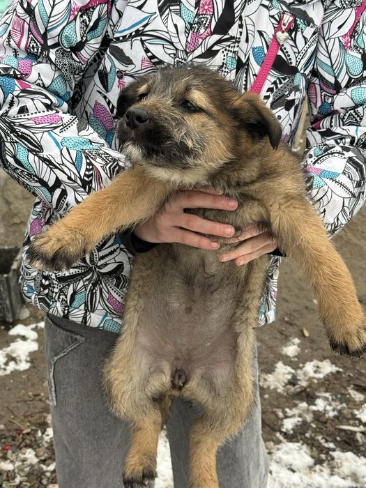 Щенки-сироты ищут дом