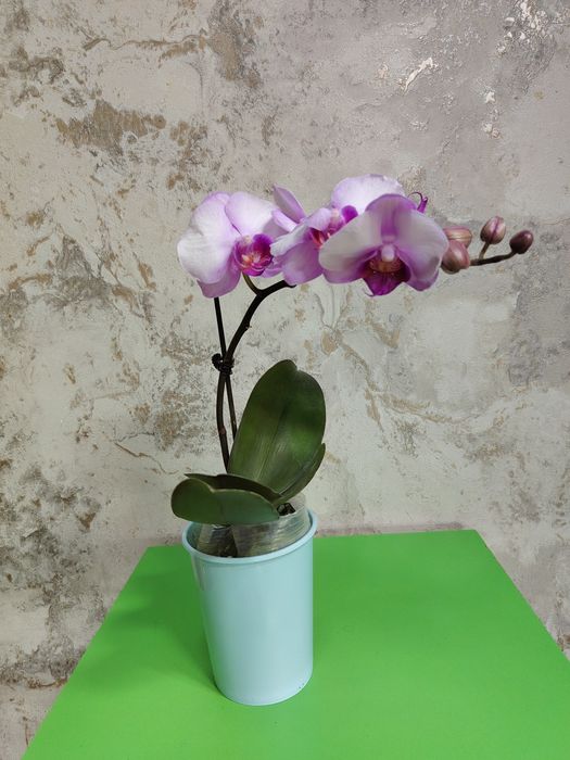 Орхидеи   Азиаты