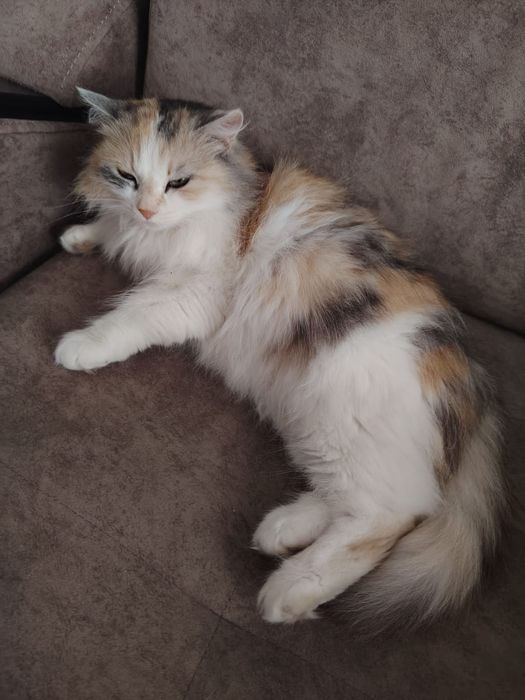 Ищем дом для домашней кошечки