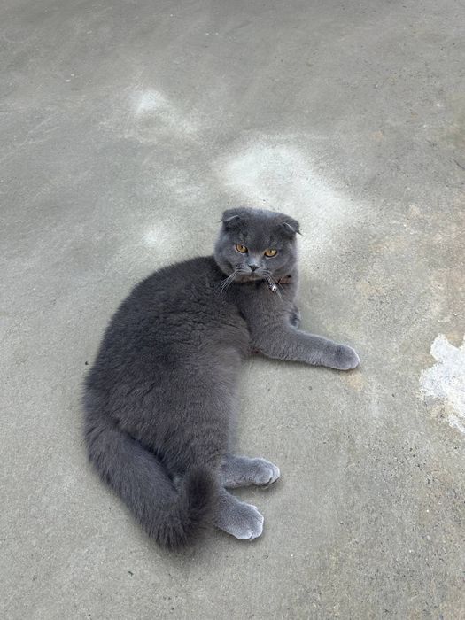 Scottish Fold  .